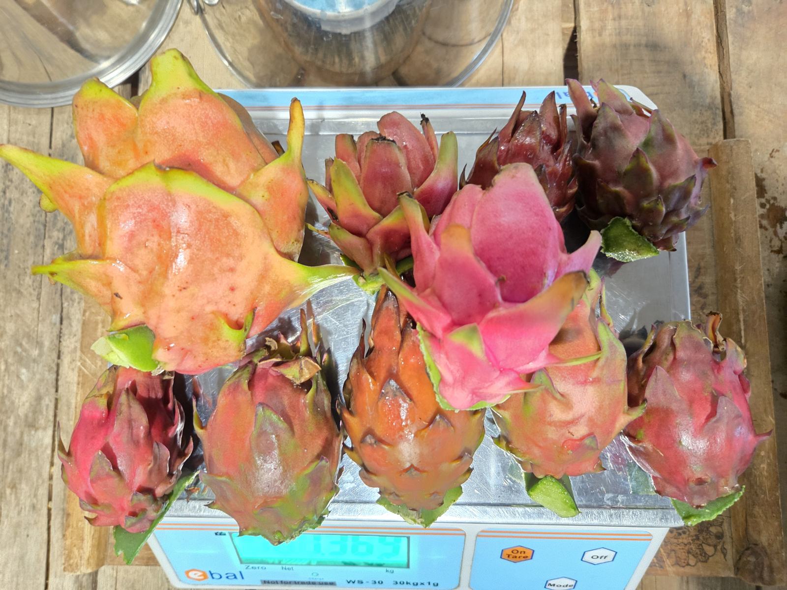 Harvested dragon fruit being weighed on a scale