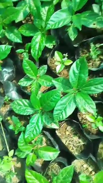Young passion fruit seedlings in nursery bags at Bulawayo Dragon Fruit Farm
